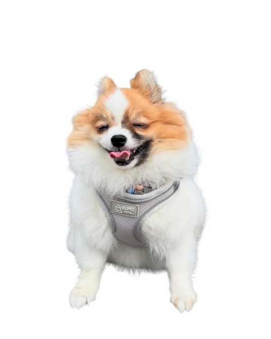 Sumo Secure Dog Harness with Leash & AirTag Holder – No-Choke, Elastic Leash for Ultimate Comfort